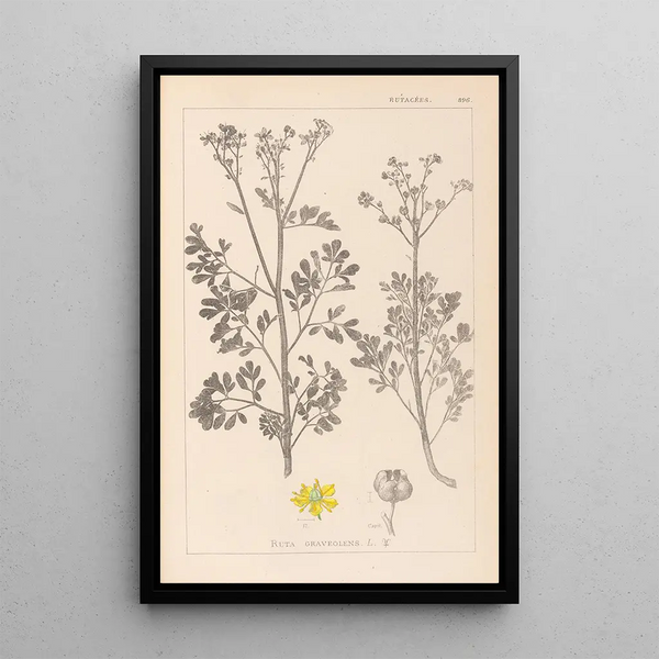 Louis Antoine Cusin - Herbier de la flore franaise Pl0137.webp