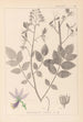 Herbier de la flore française Pl0139 - Louis Antoine Cusin — weergave van het kunstwerk