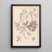 Herbier de la flore française Pl0139 - Louis Antoine Cusin — ingelijst kunstwerk aan de muur