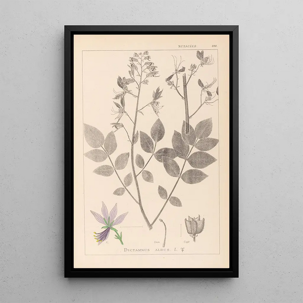 Louis Antoine Cusin - Herbier de la flore franaise Pl0139.webp