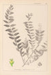 Herbier de la flore française Pl0140 - Louis Antoine Cusin — weergave van het kunstwerk