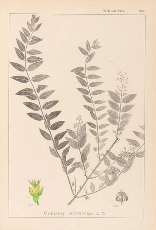 Louis Antoine Cusin - Herbier de la flore franaise Pl0140.webp