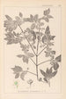 Herbier de la flore française Pl0141 - Louis Antoine Cusin — weergave van het kunstwerk
