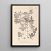 Herbier de la flore française Pl0141 - Louis Antoine Cusin — ingelijst kunstwerk aan de muur
