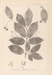 Herbier de la flore française Pl0142 - Louis Antoine Cusin — weergave van het kunstwerk