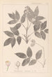 Herbier de la flore française Pl0143 - Louis Antoine Cusin — weergave van het kunstwerk