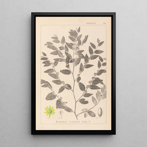Louis Antoine Cusin - Herbier de la flore franaise Pl0145.webp