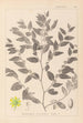Herbier de la flore française Pl0145 - Louis Antoine Cusin — weergave van het kunstwerk