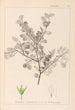 Herbier de la flore française Pl0148 - Louis Antoine Cusin — weergave van het kunstwerk
