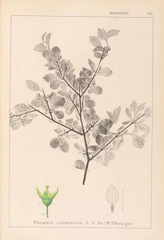 Louis Antoine Cusin - Herbier de la flore franaise Pl0148.webp
