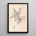 Herbier de la flore française Pl0148 - Louis Antoine Cusin — ingelijst kunstwerk aan de muur