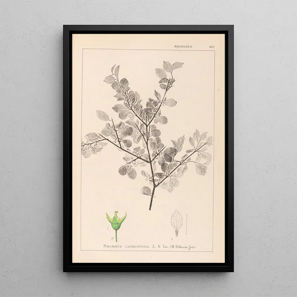 Louis Antoine Cusin - Herbier de la flore franaise Pl0148.webp