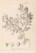 Herbier de la flore française Pl0150 - Louis Antoine Cusin — weergave van het kunstwerk