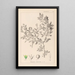Herbier de la flore française Pl0150 - Louis Antoine Cusin — ingelijst kunstwerk aan de muur