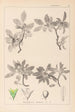 Herbier de la flore française Pl0152 - Louis Antoine Cusin — weergave van het kunstwerk