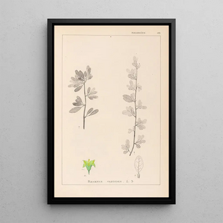 Louis Antoine Cusin - Herbier de la flore franaise Pl0153.webp