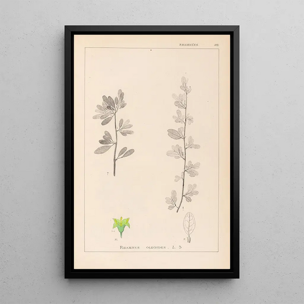 Louis Antoine Cusin - Herbier de la flore franaise Pl0153.webp