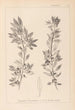 Herbier de la flore française Pl0155 - Louis Antoine Cusin — weergave van het kunstwerk