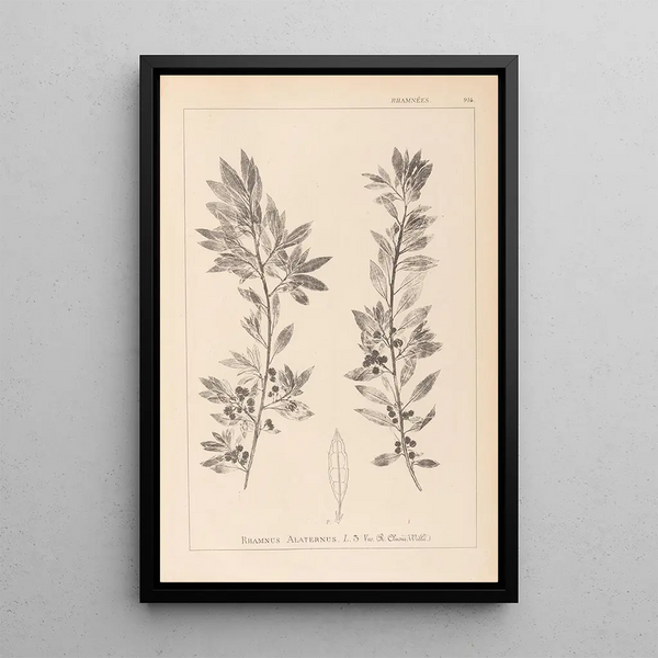Louis Antoine Cusin - Herbier de la flore franaise Pl0155.webp