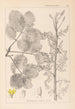 Herbier de la flore française Pl0159 - Louis Antoine Cusin — weergave van het kunstwerk