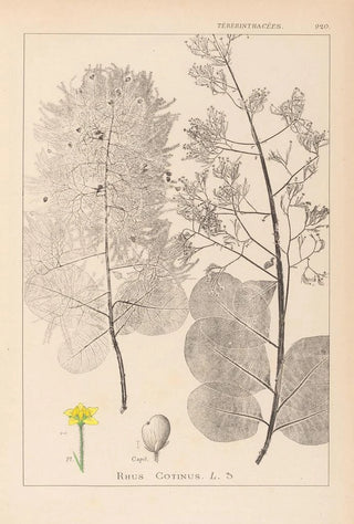 Louis Antoine Cusin - Herbier de la flore franaise Pl0161.webp