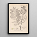 Herbier de la flore française Pl0162 - Louis Antoine Cusin — ingelijst kunstwerk aan de muur