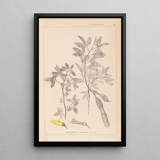 Louis Antoine Cusin - Herbier de la flore franaise Pl0163.webp