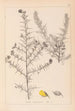 Herbier de la flore française Pl0164 - Louis Antoine Cusin — weergave van het kunstwerk