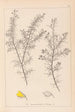 Herbier de la flore française Pl0165 - Louis Antoine Cusin — weergave van het kunstwerk