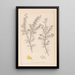 Herbier de la flore française Pl0165 - Louis Antoine Cusin — ingelijst kunstwerk aan de muur