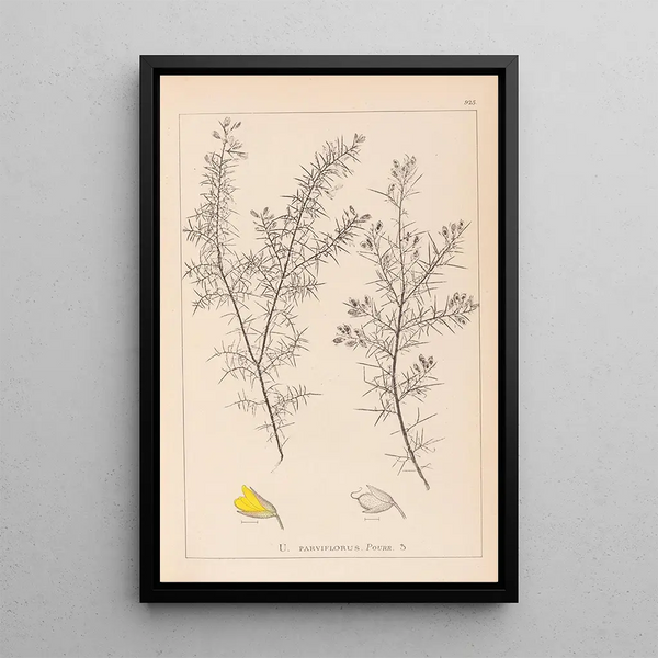 Louis Antoine Cusin - Herbier de la flore franaise Pl0165.webp