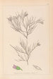 Herbier de la flore française Pl0167 - Louis Antoine Cusin — weergave van het kunstwerk