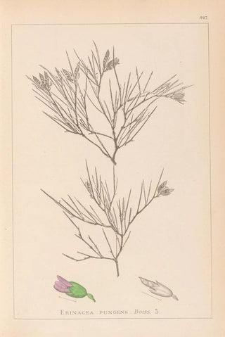 Louis Antoine Cusin - Herbier de la flore franaise Pl0167.webp