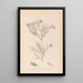 Herbier de la flore française Pl0167 - Louis Antoine Cusin — ingelijst kunstwerk aan de muur