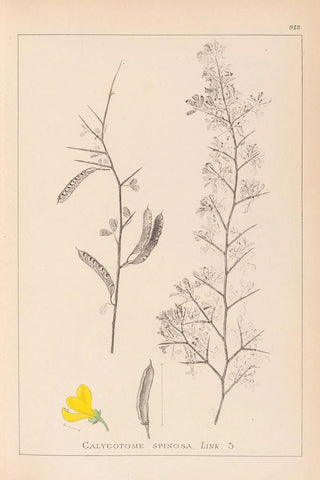 Louis Antoine Cusin - Herbier de la flore franaise Pl0168.webp