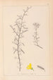 Herbier de la flore française Pl0169 - Louis Antoine Cusin — weergave van het kunstwerk