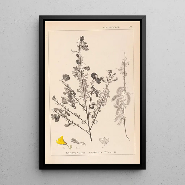 Louis Antoine Cusin - Herbier de la flore franaise Pl0171.webp