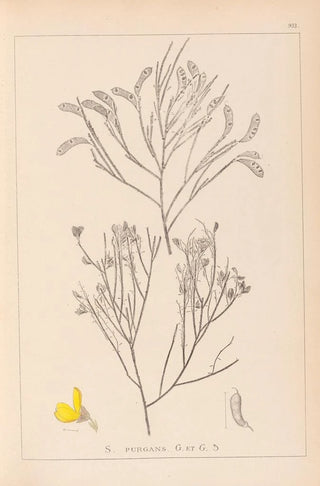 Louis Antoine Cusin - Herbier de la flore franaise Pl0173.webp