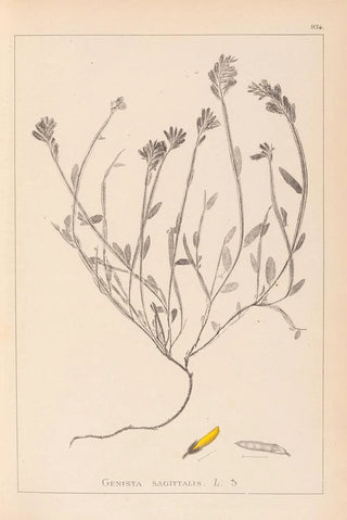 Louis Antoine Cusin - Herbier de la flore franaise Pl0174.webp