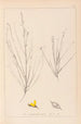 Herbier de la flore française Pl0175 - Louis Antoine Cusin — weergave van het kunstwerk