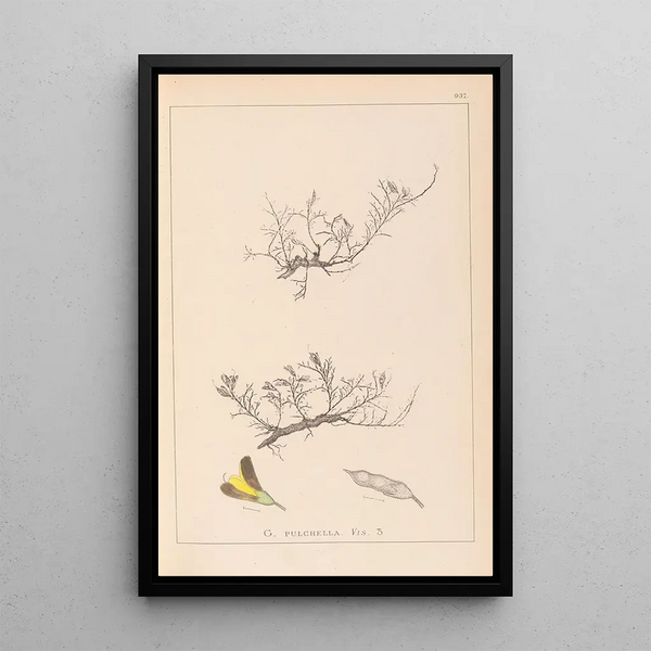 Louis Antoine Cusin - Herbier de la flore franaise Pl0177.webp