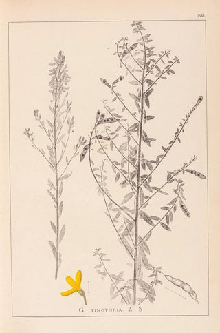 Louis Antoine Cusin - Herbier de la flore franaise Pl0178.webp