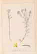 Herbier de la flore française Pl0179 - Louis Antoine Cusin — weergave van het kunstwerk