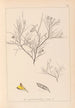 Herbier de la flore française Pl0181 - Louis Antoine Cusin — weergave van het kunstwerk