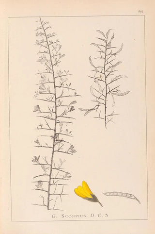 Louis Antoine Cusin - Herbier de la flore franaise Pl0182.webp