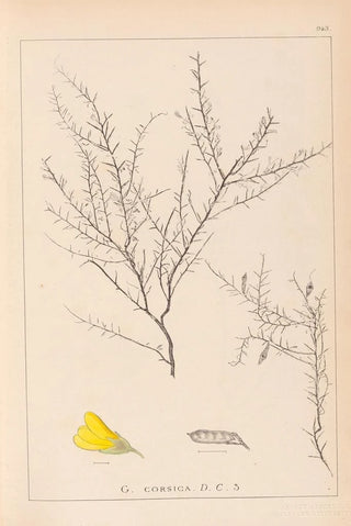 Louis Antoine Cusin - Herbier de la flore franaise Pl0183.webp
