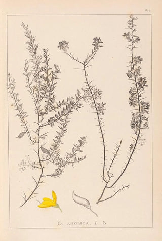 Louis Antoine Cusin - Herbier de la flore franaise Pl0184.webp