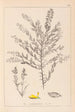 Herbier de la flore française Pl0185 - Louis Antoine Cusin — weergave van het kunstwerk