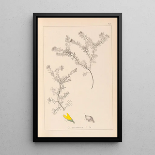 Louis Antoine Cusin - Herbier de la flore franaise Pl0186.webp