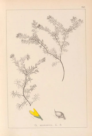 Louis Antoine Cusin - Herbier de la flore franaise Pl0186.webp